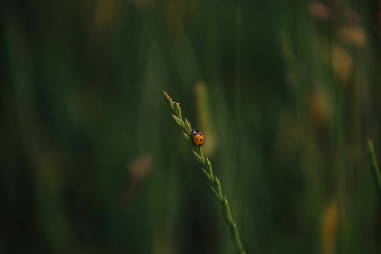 visuel sur la biodiversité