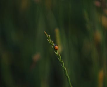 visuel sur la biodiversité