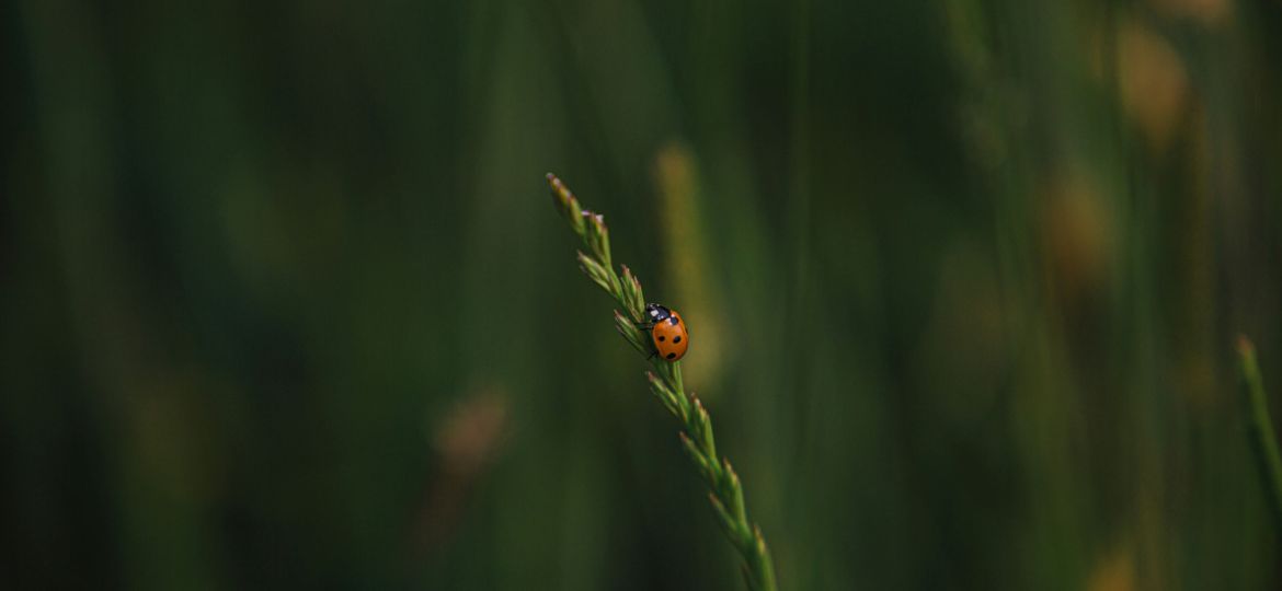 visuel sur la biodiversité