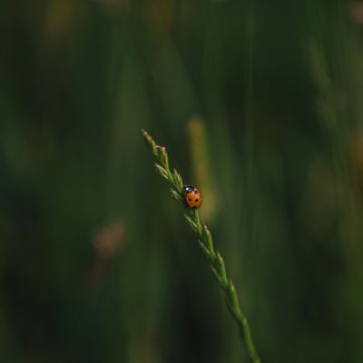 visuel sur la biodiversité