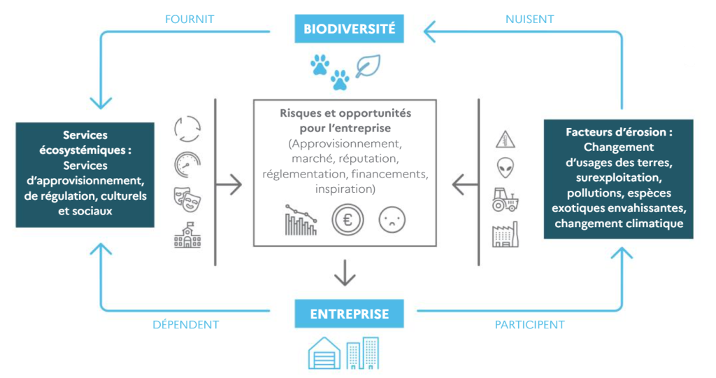Lien entre activités économiques et services écosystémiques