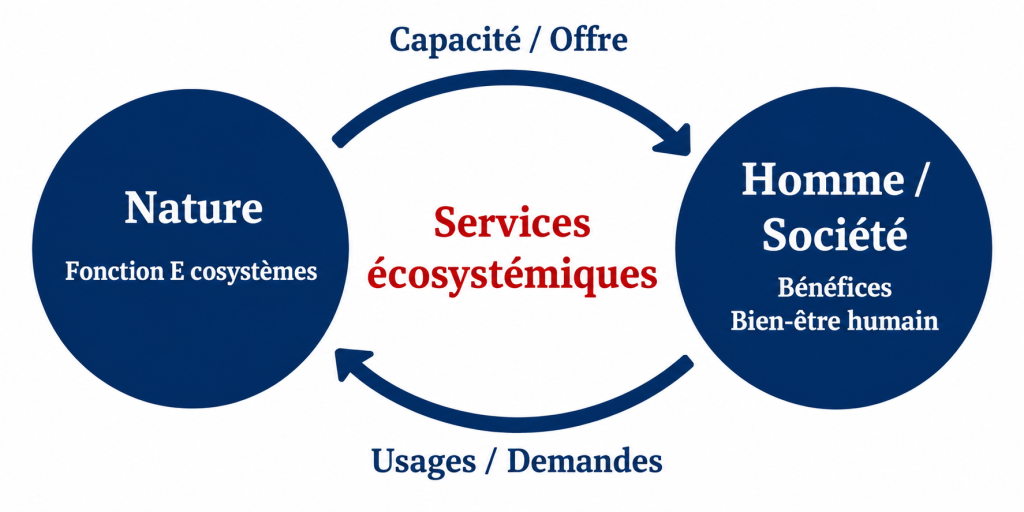 2. Les services écosystémiques, de quoi parle-t-on ?