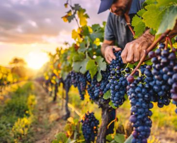 Accompagnement RSE des entreprises viticoles et vinicoles en Grand Est | MF Advising
